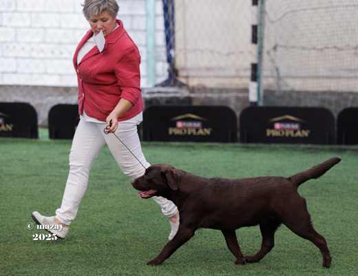  первые выставки